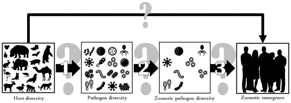 Figure 1: The necessary logical steps underlying the argument that high host diversity leads to high probability of the emergence of a zoonotic disease. Although a link between host diversity and parasite diversity is relatively well established, effect of host diversity on viral and bacterial pathogens (arrow 1) is not. Evidence does not support a link between overall pathogen diversity and that of actual or potential zoonotic pathogens (arrow 2). Some evidence supports correlations between diversity of zoonotic pathogens and the likelihood of zoonotic emergence (arrow 3), but with important caveats described in the text.