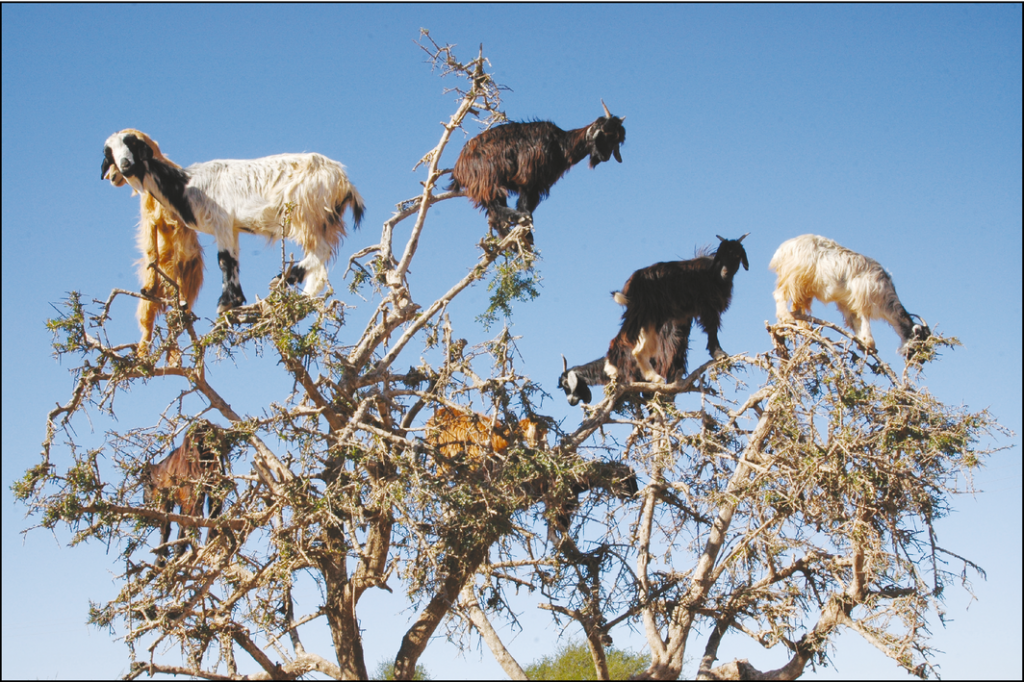 Goats grazing on an argan tree in southwestern Morocco. In the fruiting season, many clean argan nuts are spat out by the goats while chewing their cud.  H Garrido/EBD-CSIC