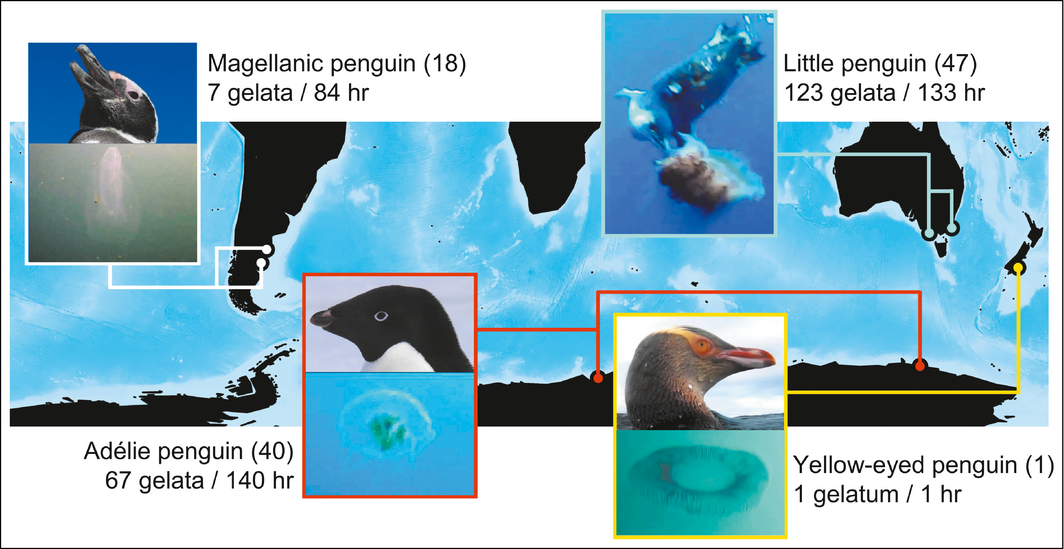 A map shows the location of video surveys for four penguin species, across the southern oceans. Numbers indicate how many penguins received video loggers, observed interactions with gelata (jellyfish or ctenophore), and hours recorded footage. From figure 2 of the paper. Credit: Ecological Society of America.