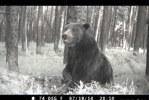 A male grizzly bear caught on remote camera in Beaverhead-Deerlodge National Forest in Montana on 18 July 2014. The site is within northwestern lobe of the Yellowstone Greater Ecosystem, the Yellowstone bears’ occupied range. Remote camera traps are one way to verify sightings of grizzly bears exploring new landscapes, outside of the occupied range. Credit: USGS-IGBST