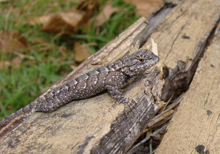 Eastern fence lizard chilling (actually, basking) on a log