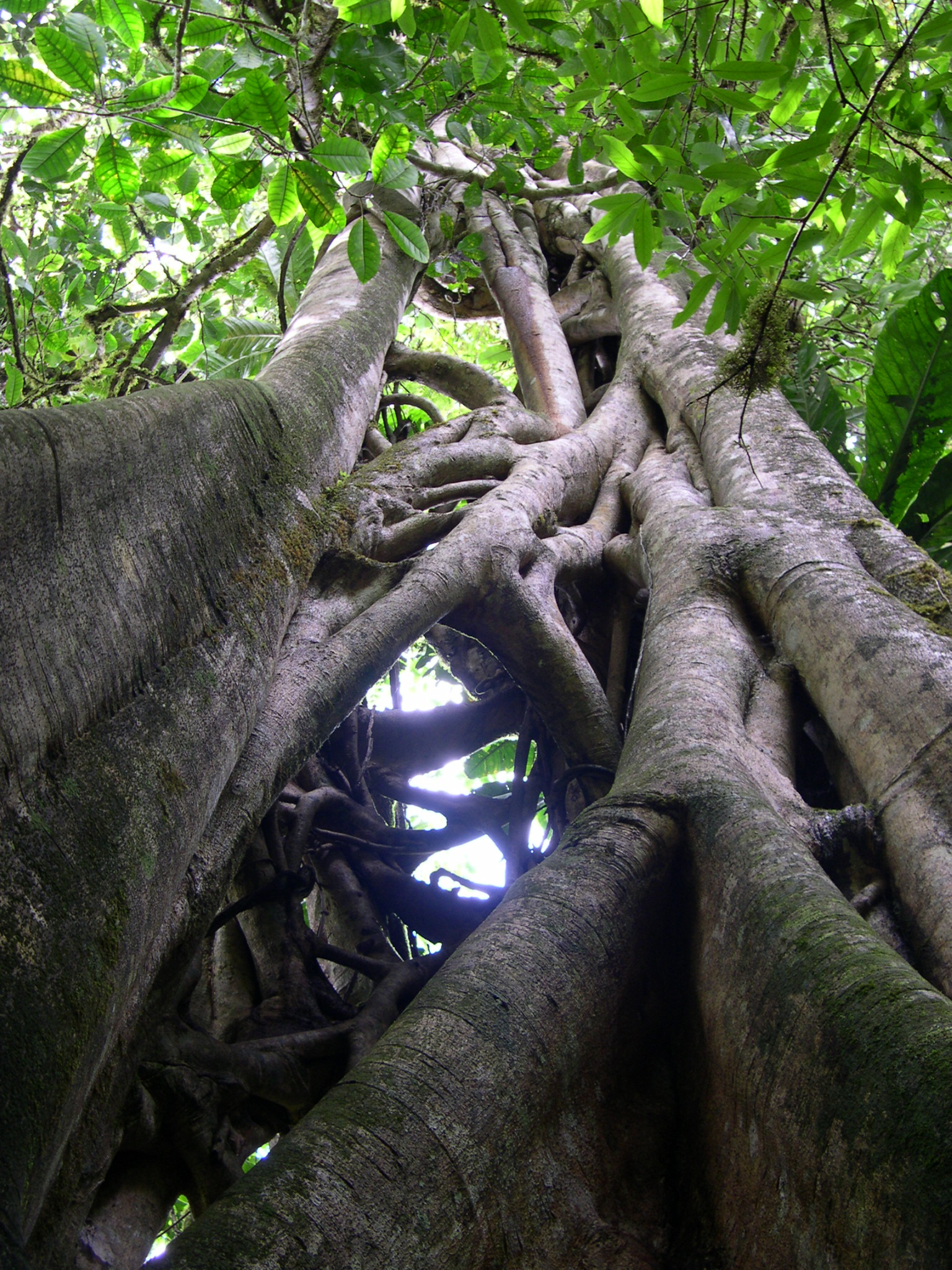 The story of the fig and its wasp Ecotone News and Views on
