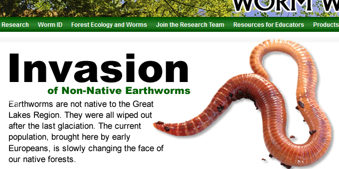 Great Lakes Worm Watch – Ecotone  News and Views on Ecological Science