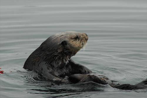 Sea Otter Swims in Monterey Bay, California. Credit, Tania Larson , U.S. Geological Survey