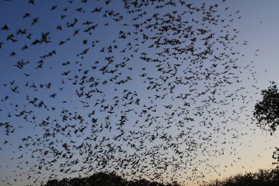 Bats in flight (photo credit: FWS)