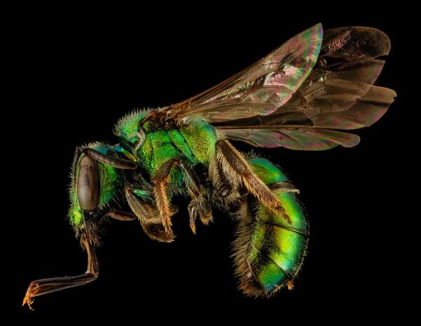 A lovely <a href="http://entnemdept.ufl.edu/creatures/misc/bees/anthophora_abrupta.htm" target="_blank"><em>Augochlora pura</em></a> extends part of its tongue. <em>A. pura</em> is a member of the relatively short-tongued Halictidae family, uprettily known as the sweat bees. The small, solitary bee is one of the most common bees of forests and forest edges in the eastern United States, and a promiscuous attendant to many flower species. Collected by Phillip Moore in Polk County, Tennessee. <i>Photograph by Phillip Moore. Photo courtesy of the <a href="https://flic.kr/p/kNBuWH">USGS Bee Inventory and Monitoring Lab</a></i>.