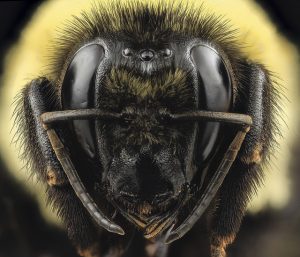 A native Bombus griseocollis bumble bee queen photographed by Sam Droege and the USGS Bee Inventory and Monitoring Lab. in downtown Washington, DC.