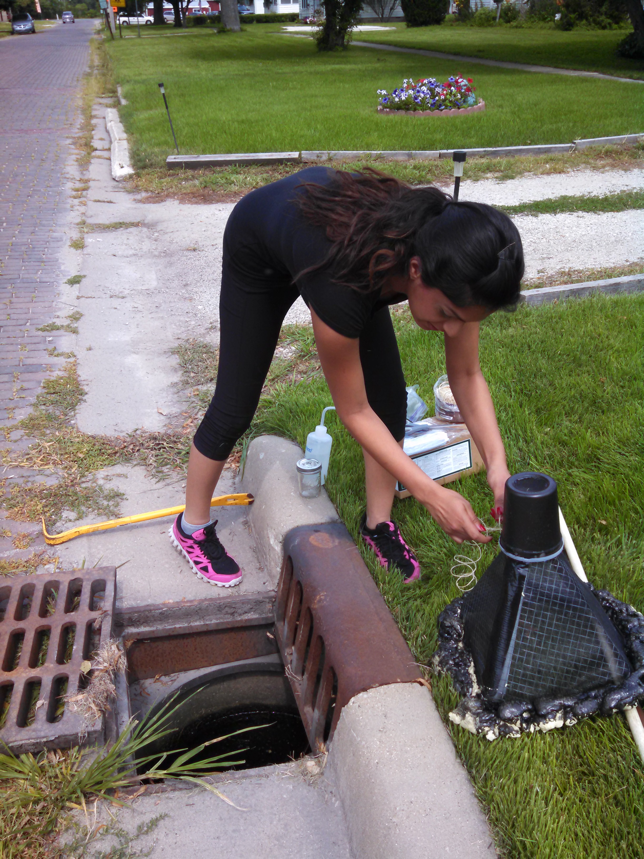 Graduate student Noor Malik sets up a leaf detritus experiment, designed to explore mosquito egg laying behavoir and larval survival, in a storm drain in Paxton, Illinois. Malik graduated from the University of Illinois in 2015. Credit, Allison Gardner
