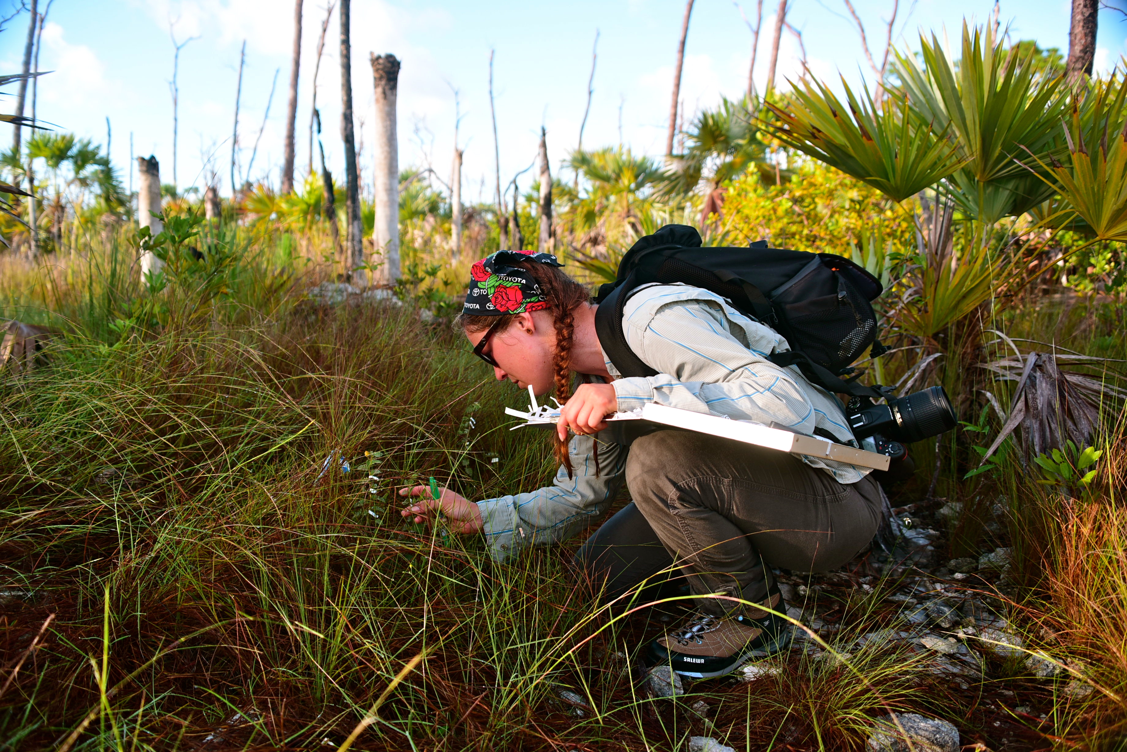 Brittany Harris records data on rare regional plants at a field site in the Florida Keys. Credit Brittany Harris.
