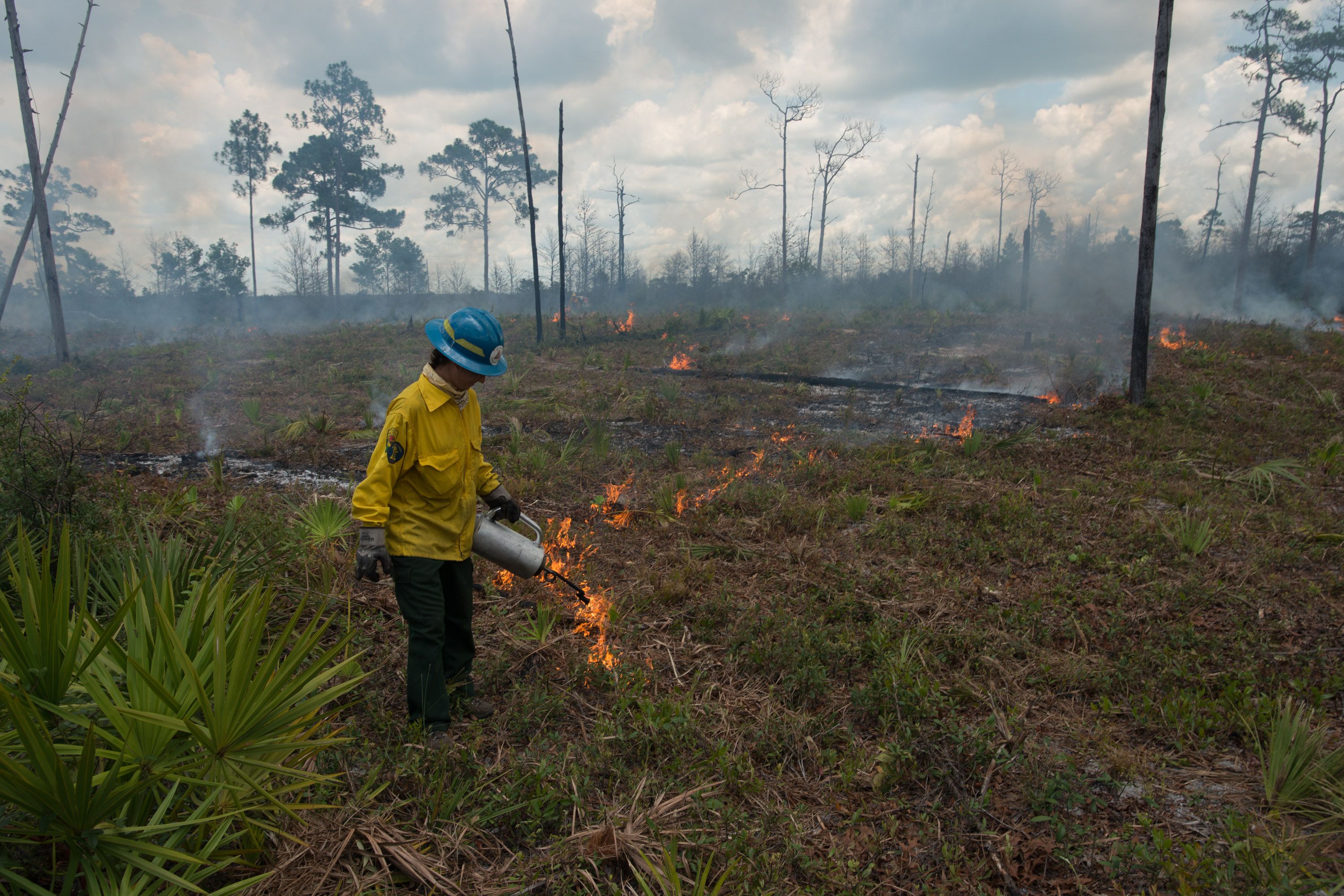 Restoration underway on the Red Hill: an Archbold intern lights a strip fire following extensive mechanical mowing to remove long-unburned shrub understory. Sandhill groundcover will rapidly re-sprout within days to weeks. Credit, Carlton Ward.