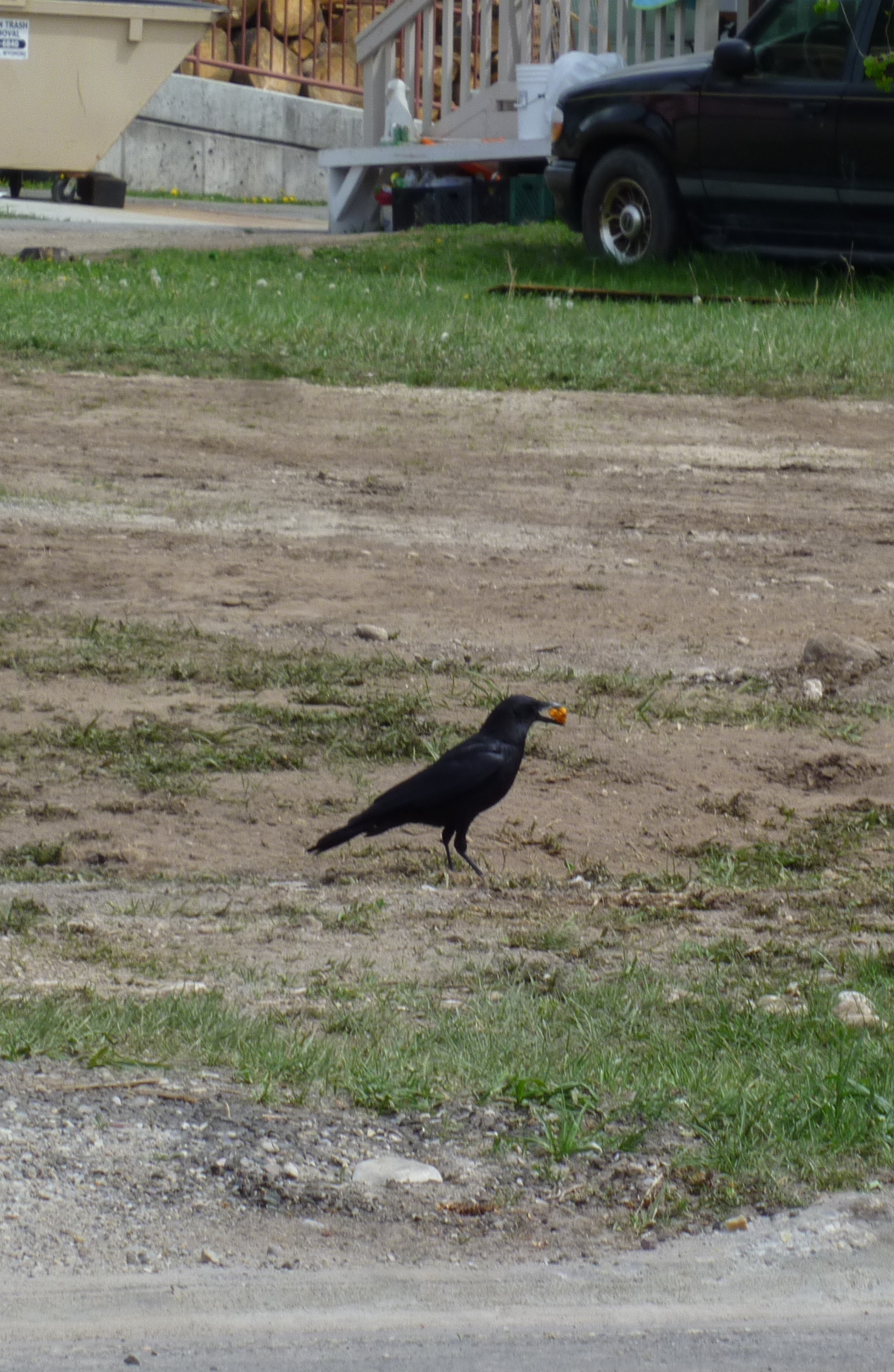 In a race for Cheetos, magpies win, but crows steal Ecotone News