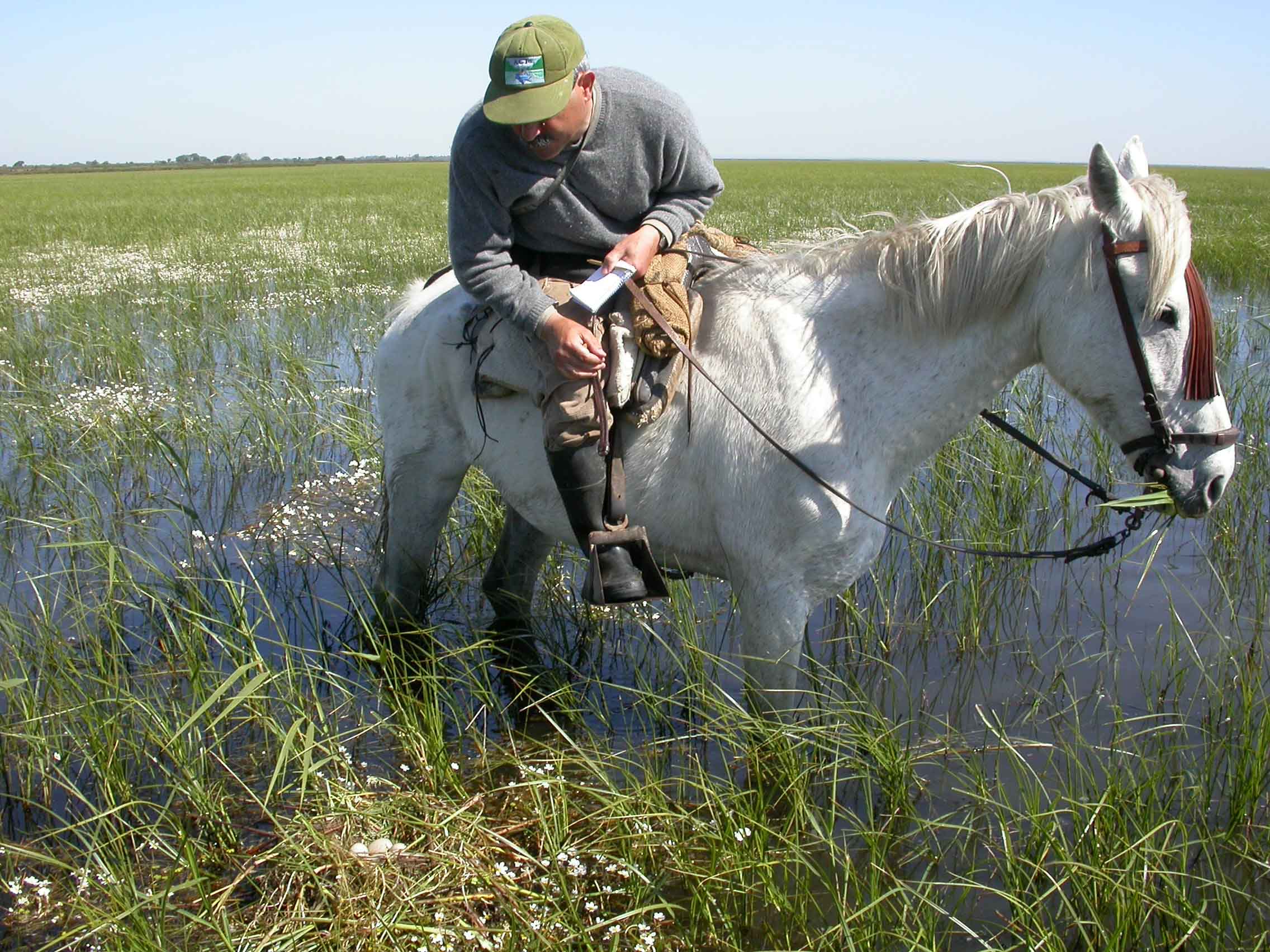 A member of the Doñana Biological Station monitoring team counts waterbird nests in the Doñana marsh. Water extraction and climate change threaten to shorten the time the marsh spends flooded each year, making successful breeding less likely. Credit: Rubén Rodríguez, EBD-CSIC 