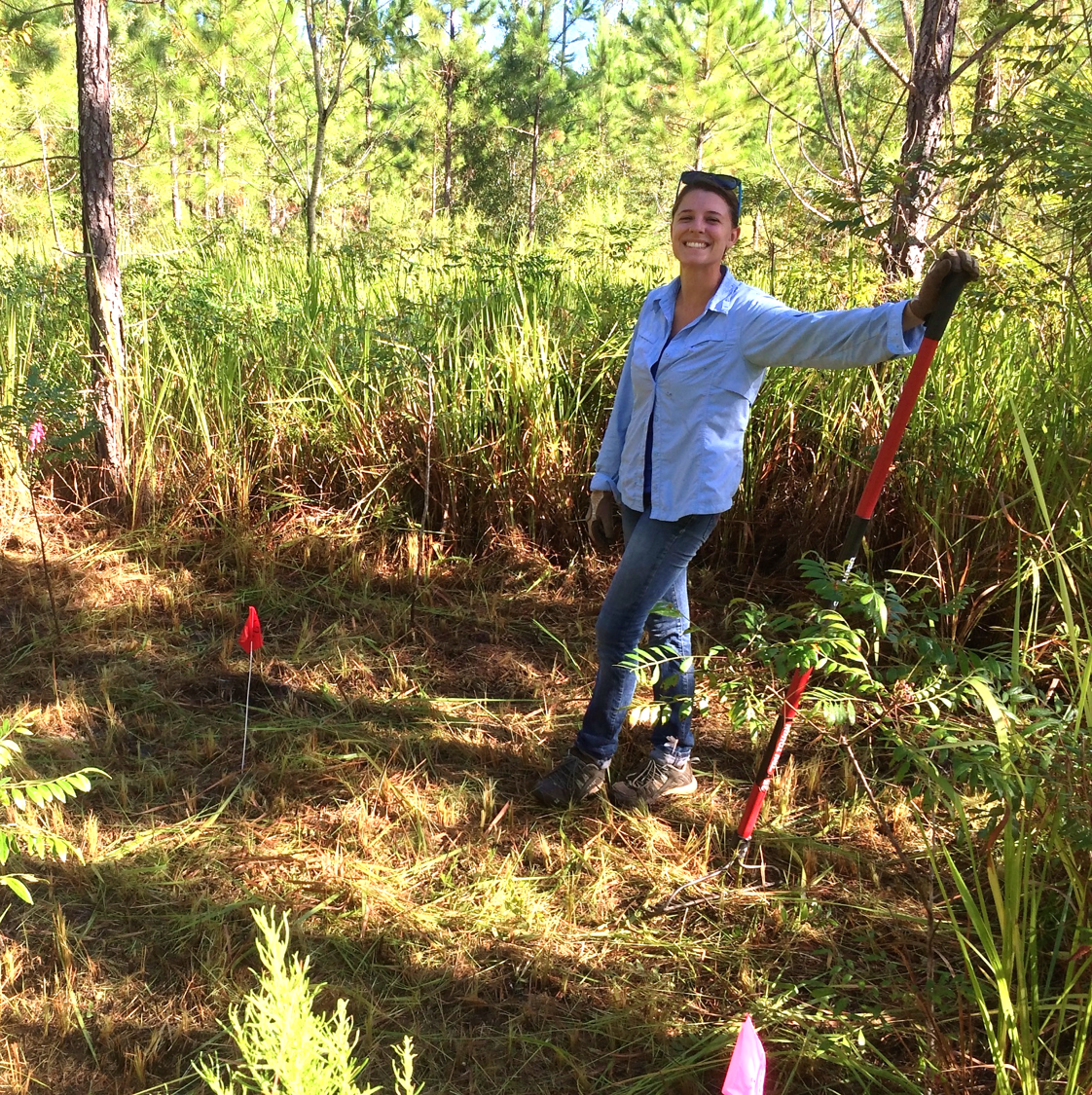 Julienne NeSmith removes exotic cogongrass (Imperata cylindrica) to test effects of the invader on pine tree performance across an environmental gradient at an experimental site near Archer, Florida, in October 2014. Credit: Luke Flory.
