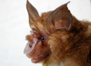 Chinese rufous horseshoe bat
