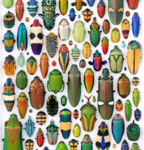 beetle collection