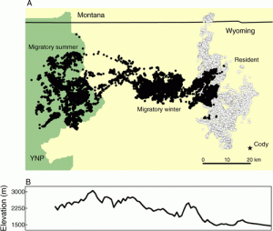 Global Positioning System (GPS) locations from a representative sample of migratory (black circles, n = 10) and resident (white circles, n = 13) elk (Cervus elaphus) used to delineate seasonal ranges. From Fig. 1 of Middleton et al.