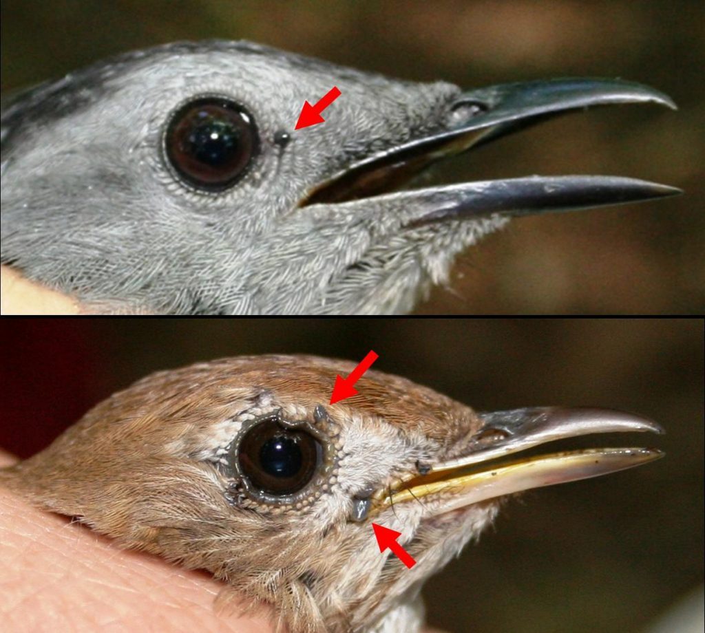 Birds may expand the range of Lyme disease and its vector tick