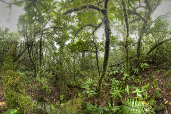 Immersed in the clouds: Interview with tropical cloud forest researcher –  Ecotone