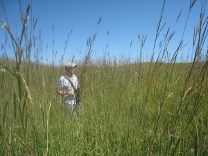 Jesse Nippert in the tall grass at Konza Prairie Biological Station