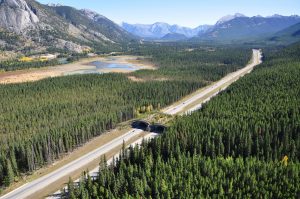 A wildlife overpass on the Trans-Canada Highway helps wildlife and vehicles avoid lethal connections in Banff National Park, British Columbia. The Park is a leader in highway mitigation, part of a 30-year-old initiative that has installed 44 crossing structures.