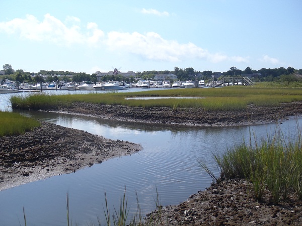 Die-off Along mosquito ditches, Cape Cod salt marsh