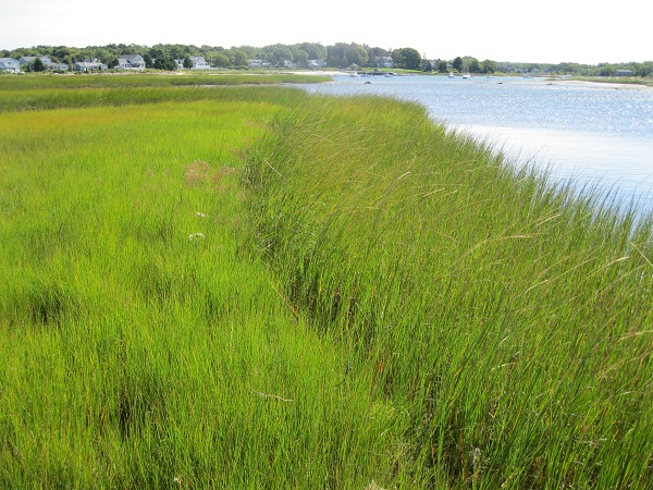 Healthy salt marsh, Cape Cod