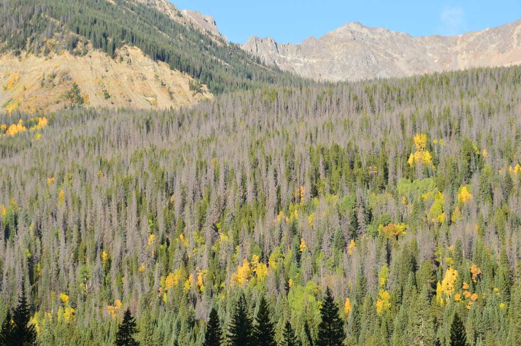 The 2001-2002 drought in the Southern Rocky Mountains turned a bark beetle outbreak into an epidemic, withering the lodgepole pines, according to a University of Colorado study published in the October 2012 issue of Ecology