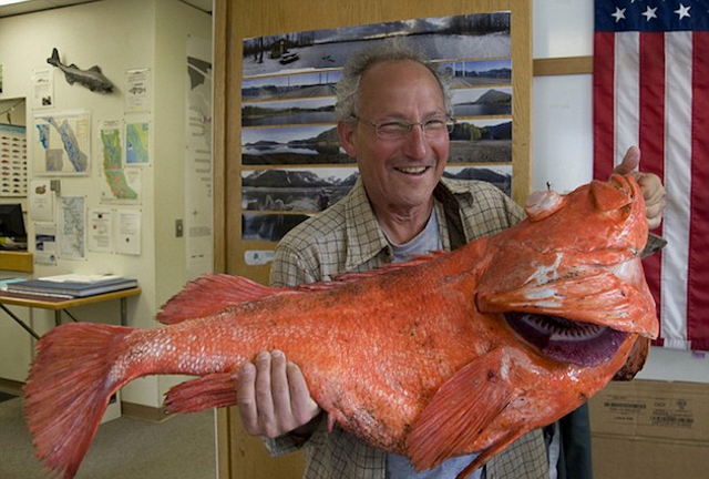Henry Liebman caught the biggest shortraker rockfish on record in June. AP