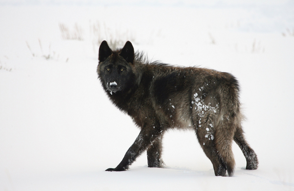 A grey wolf (Canus lupus) in the Lamar Valley, April 2009. Credit, Jim Peaco, Yellowstone National Park.