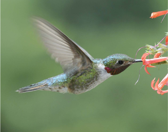A male broad-tailed hummingbird sips nectar. The phenology of the early-season nectar plants the bird favor is changing more rapidly than the birds, leading to the potential for a mismatch that could affect both birds and their nectar resources. Credit, David Inouye.