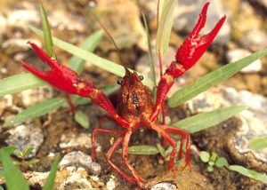 Prolific traveler. The red swamp crayfish (Procambarus clarkii) has journied from it's native lands on the North American Gulf Coast and Florida's panhandle to colonize warm fresh waters around the world -- often at the expense of local crustaceans and amphibians. Credit, National Park Service.