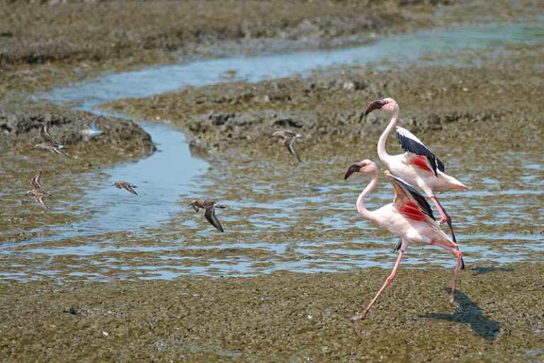These are not your urban lawn flamingos! This pair dancing in the low tide in Mumbai’s busy harbor are Lesser Flamingos, considered near-threatened species due to declining populations in Africa and India. Yet, over the past decade, some 10-25 thousand of them have been turning up in Mumbai’s Thane Creek to spend the winter right in the middle of a megacity of over 20 million people. I photographed this pair just a year ago at Sewri Port, an industrial dockyard area known more for repairing boats than harboring such wildlife which now teems in the creek’s recovering mangroves. Credit, Madhusudan Katti.