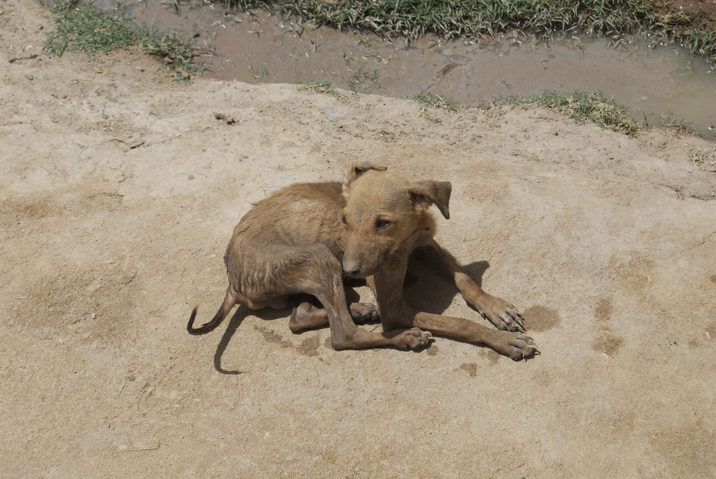 In India, vaccination, sterilization of stray dogs curbs rabies better