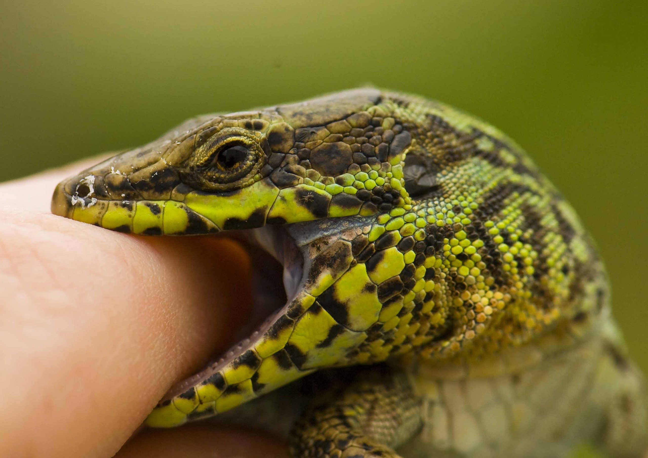 A Skyros wall lizard (Podarcis gaigeae) takes a bite of ecologist Erik Svensson's finger. Credit, Erik Svensson.