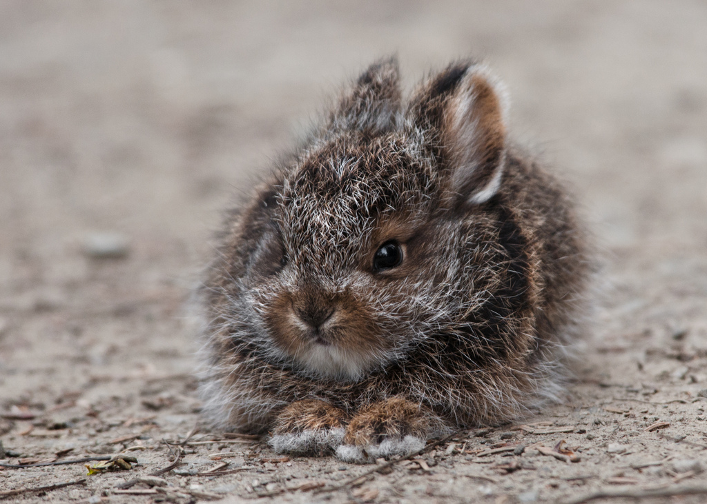 baby snowshoe hare