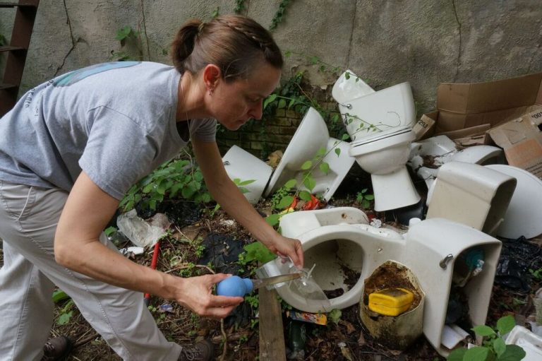 Monitoring mosquitos: Disease ecologist Shannon LaDeau samples puddles in a vacant lot in Baltimore, looking for the eggs and larvae of disease-carrying mosquitos that breed in shallow pools of still water. Mosquito surveillance and the removal of mosquito breeding habitat are our best tools for arresting the spread of diseases like chikungunya, dengue, West Nile—and now, Zika. The Cary Institute of Ecosystem Sciences and Baltimore Ecosystem Study work with neighborhood community leaders to develop management strategies. Credit, Cary Institute.
