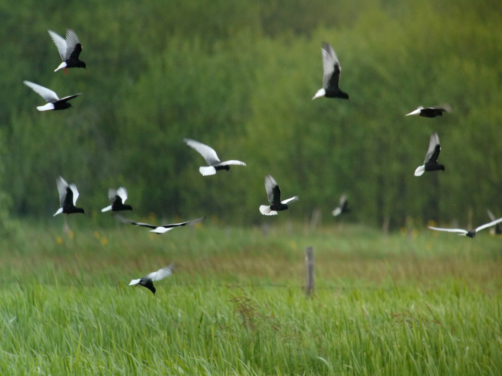 White-winged Terns (Chlidonias leucopterus) take flight from a meadow in Biebrza National Park, a Natura 2000 site (PLB200006) in Poland. Credit, Frank Vassen CC BY 2.0.