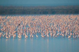 A flock of greater flamingos in the Doñana wetlands, where up to 30,000 are recorded, making them a major ecotourism attraction. Doñana is Europe’s most important wetland for waterfowl. Credit: Rubén Rodríguez, EBD-CSIC