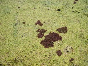 The alien fern Azolla filiculoides (red-brown) grows among native Lemna duckweed in the Doñana marsh. Azolla appeared in Doñana in 2001 and has since expanded to cover around 2,000 ha. Its arrival coincided with an increase in phosphorus inputs to the marsh. Credit: Andy Green, EBD-CSIC