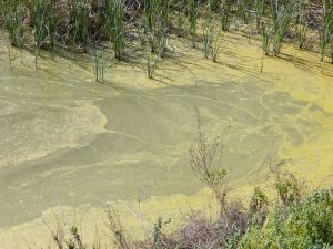Cyanobacteria bloom on the surface of hypertrophic waters in a pond in Seville, Spain. These blooms increase in frequency as temperatures and nutrient inputs increase, causing die-offs of birds and fish in Doñana National Park and other wetlands. Credit: Andy Green, EBD-CSIC.