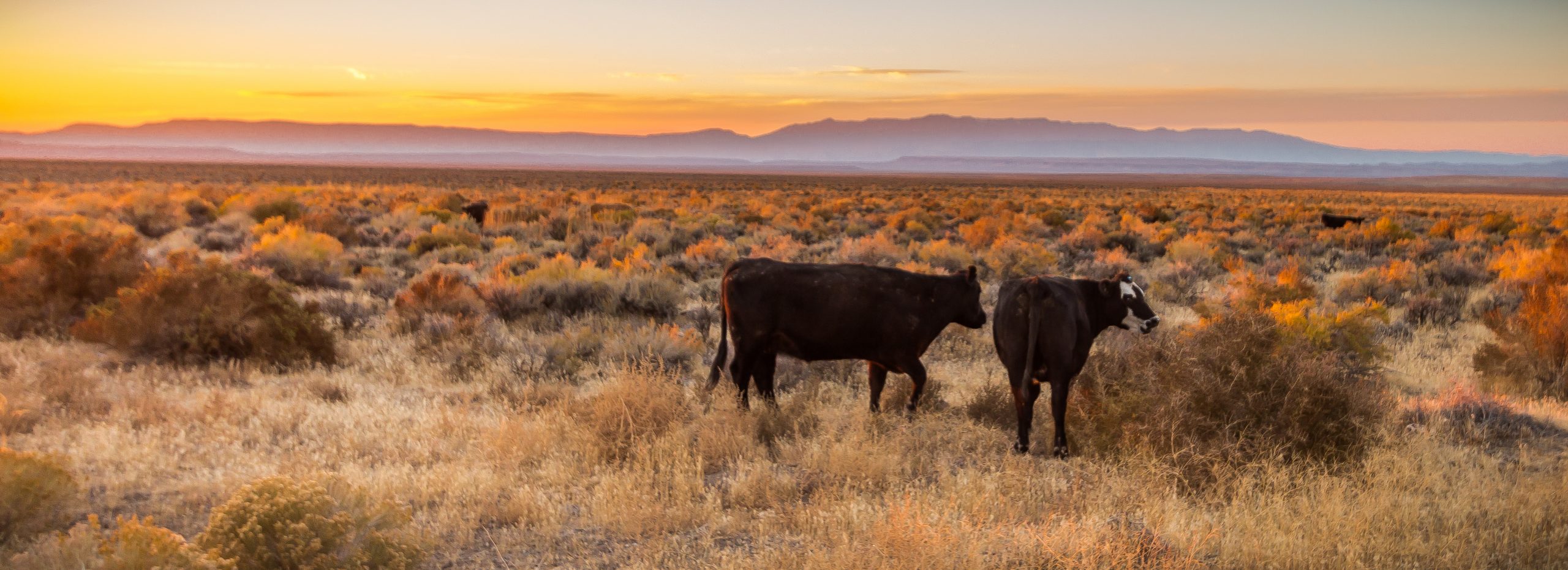 Cattle graze open public range in Malheur County, Oregon, east of Steens Mountain. Credit, Greg Shine/BLM.