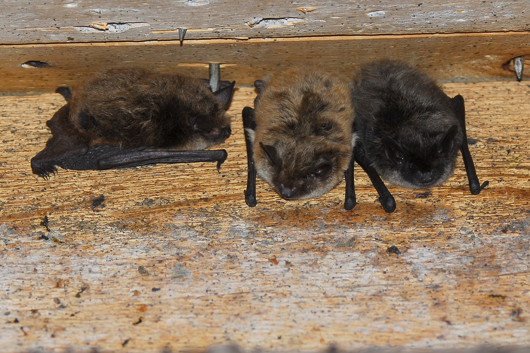 Bats in your attic? It might be key for their conservation Ecotone