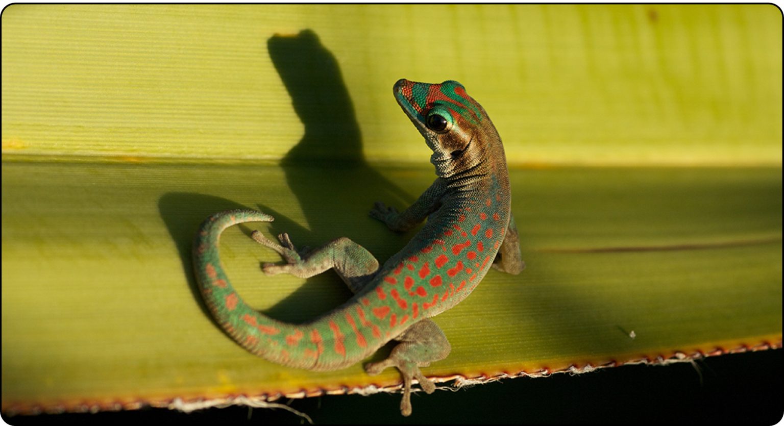 Photo spotlight pollinator gecko Ecotone News and Views on
