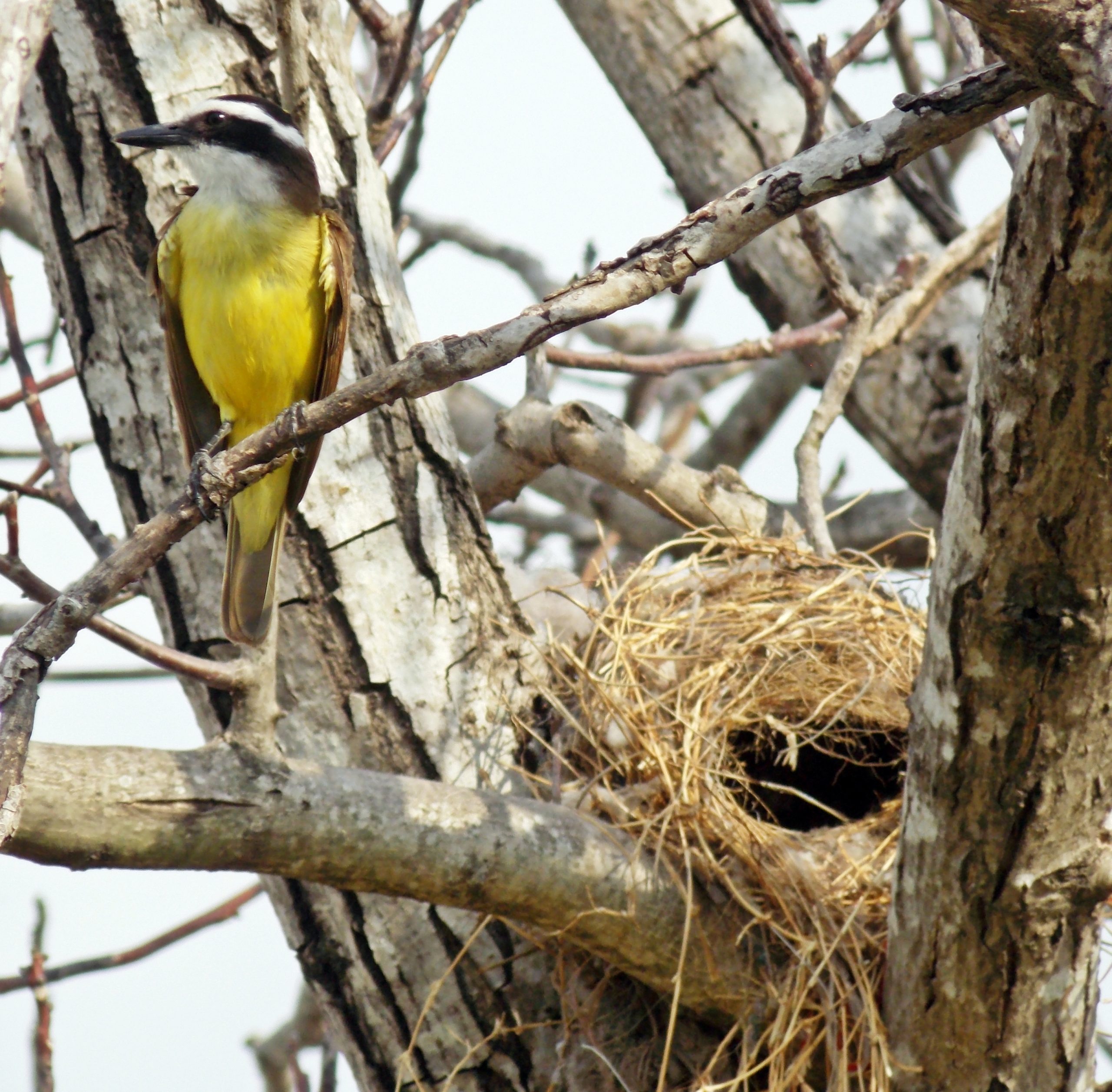 Which way should you point your nest? – Ecotone