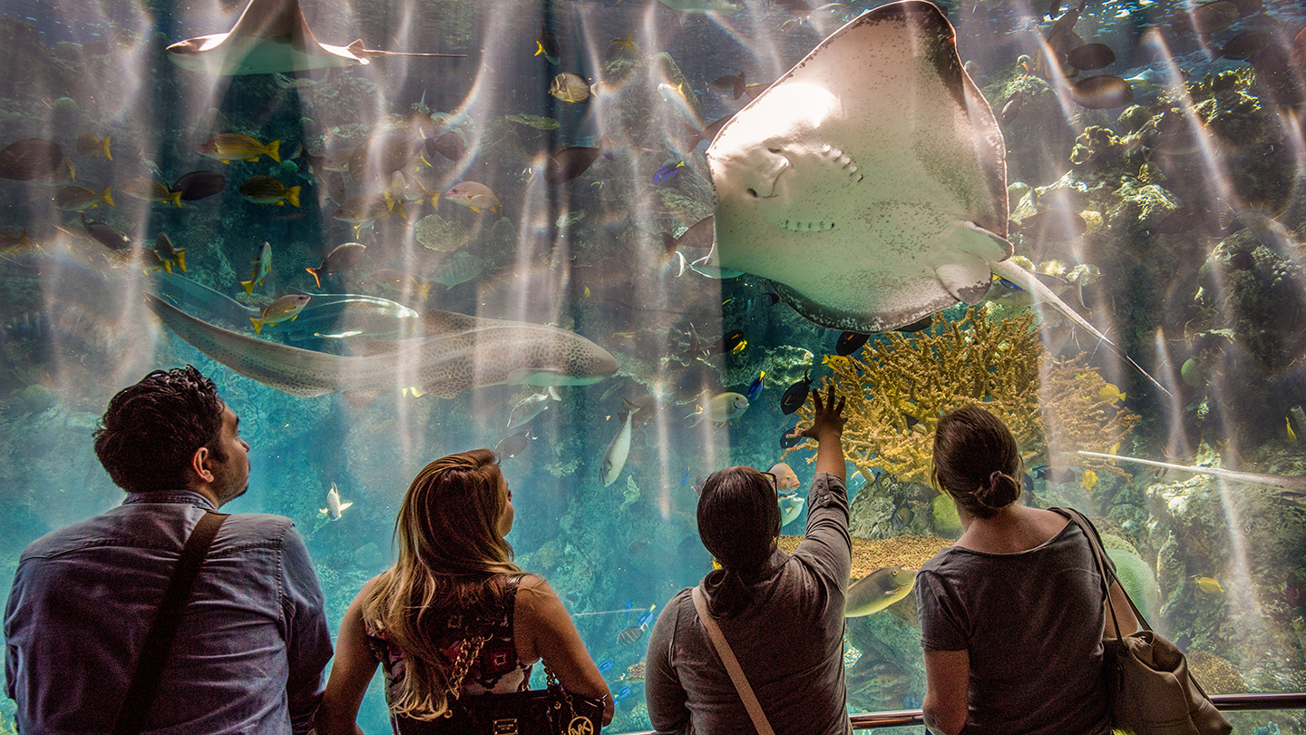 Four people look at sea life in the aquarium.