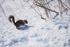 A squirrel stops and looks startled by the photographer's presence.