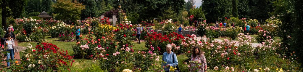 A beautiful array of roses in a garden with visitors viewing.
