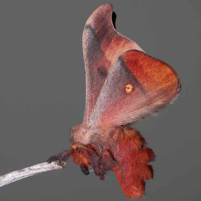 A uniquely colored red moth.