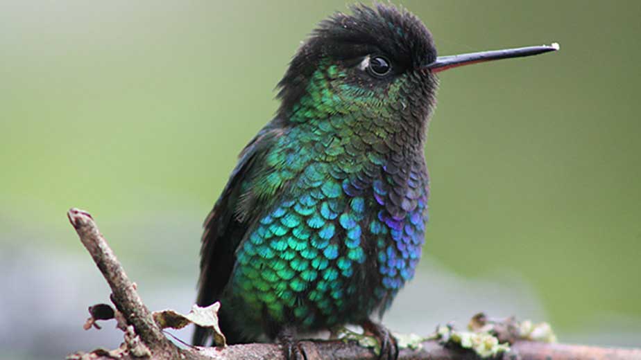 Profile of a bird with glimmering green, blue and black feathers.