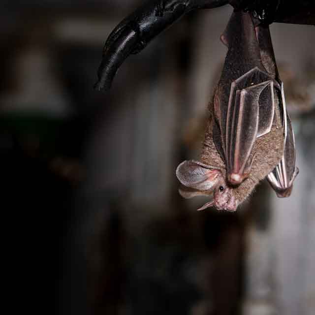 A bat suspended upside down in the moonlight.